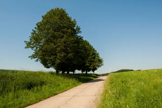 Feldweg mit Bäumen und Wiese