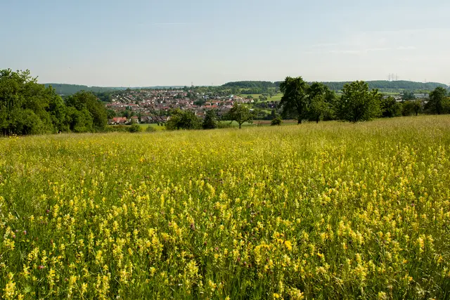 Blumenwiese